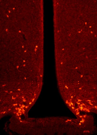Leptin receptor positive neuron in the mouse hypothalamus